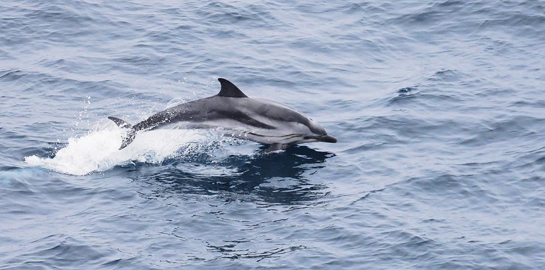 Striped dolphin leaping out of the ocean